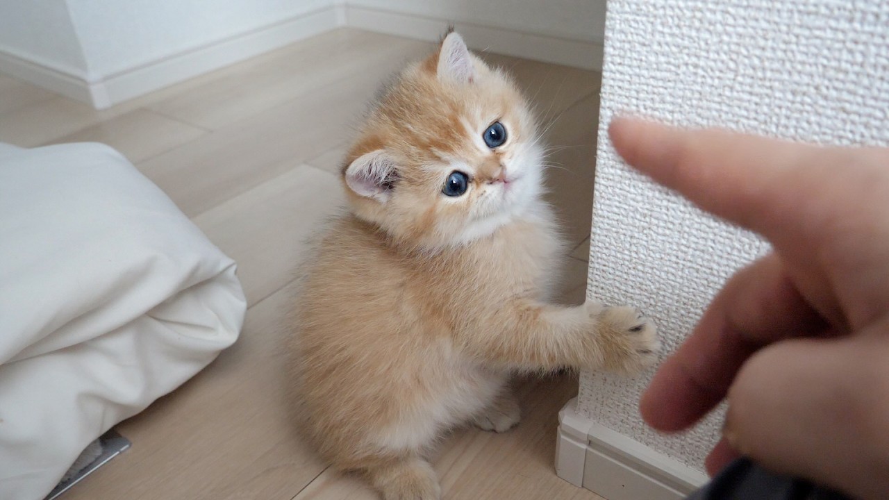 Kitten Toppo is now able to grab and stand!
