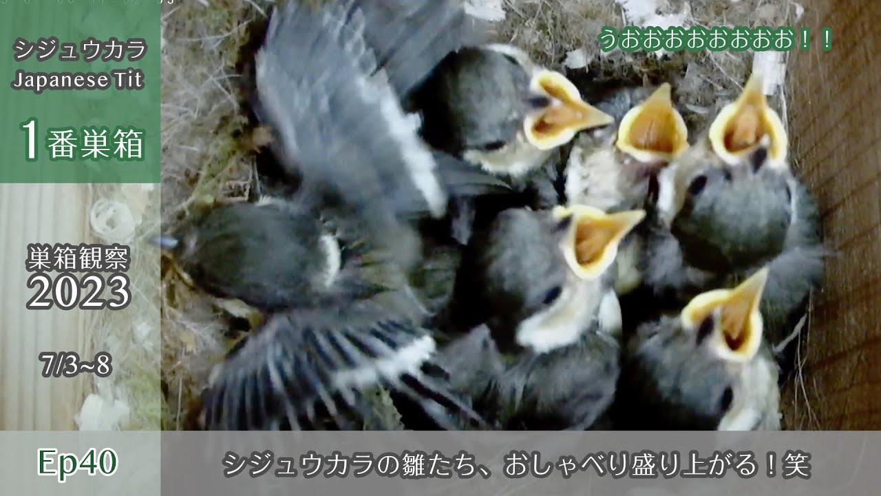 【巣箱観察2023 ep40】1番巣箱のシジュウカラの雛、おしゃべり盛り上がる！笑（7/3〜8）