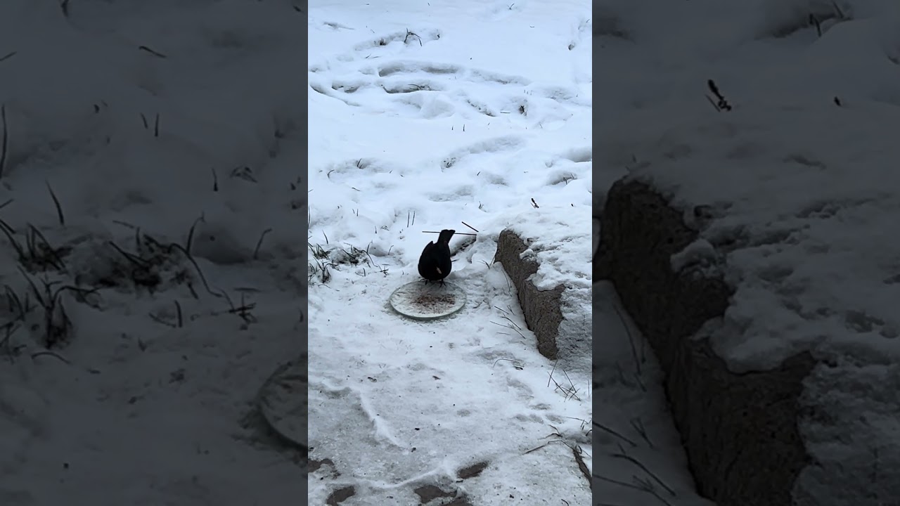 Kot zostawił, kos dojadł | Blackbird steals cat food in winter | Amsel frisst | Merle mange snow