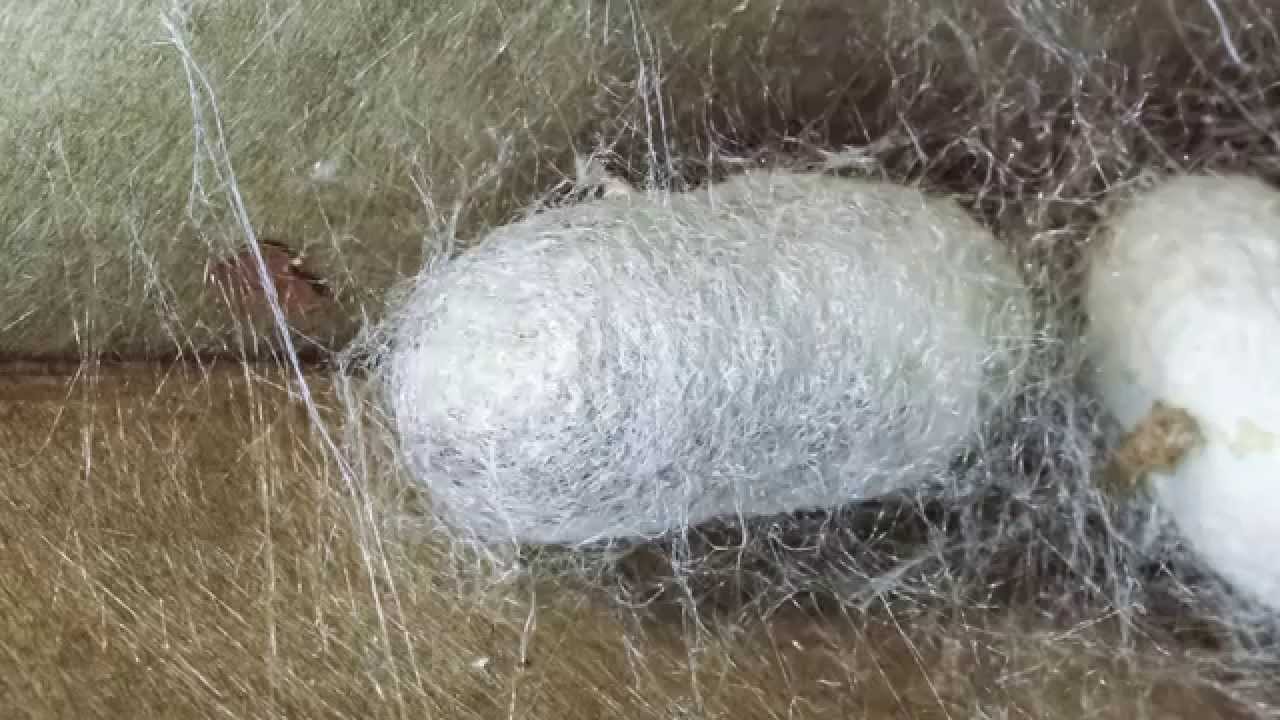 COCOON