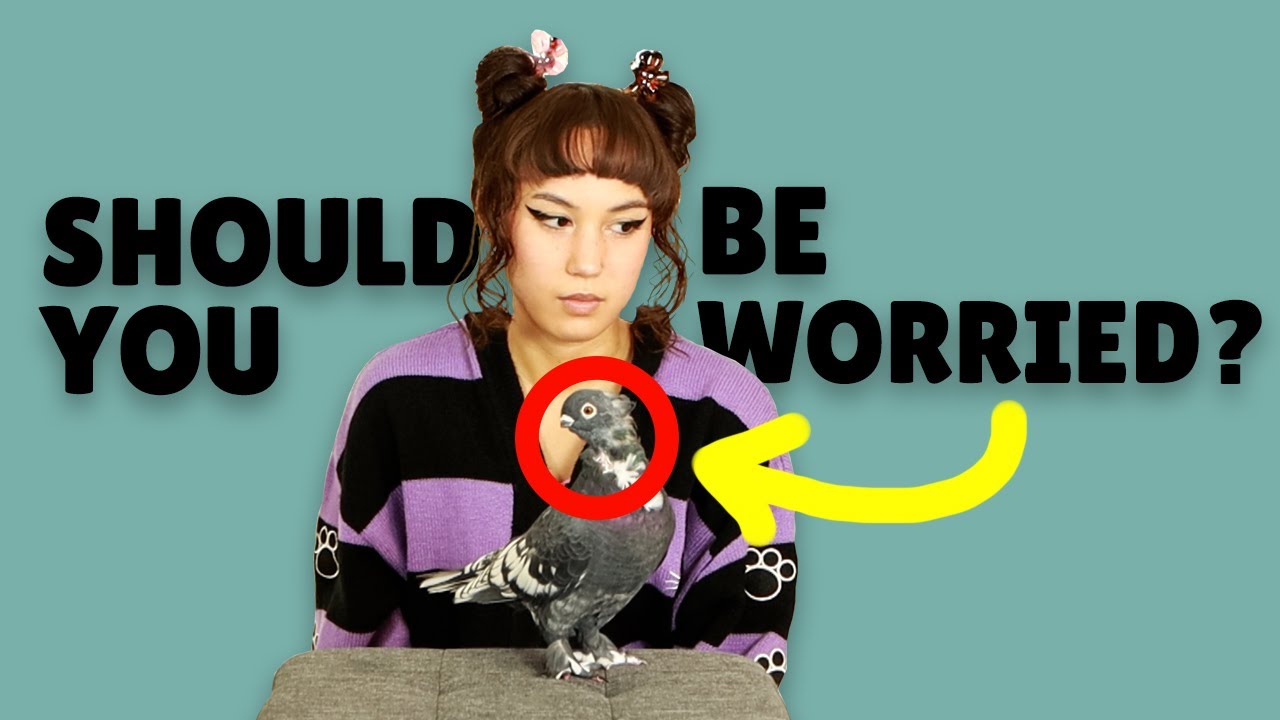 STARK TRUTH Why Pigeons Lose Feathers on Neck & Head – SCRAGGLY BALD PATCH - Should You Be Worried?