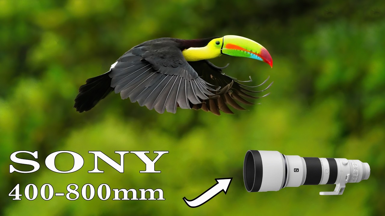 SONY 400-800mm Lens for Bird Photography in COSTA RICA