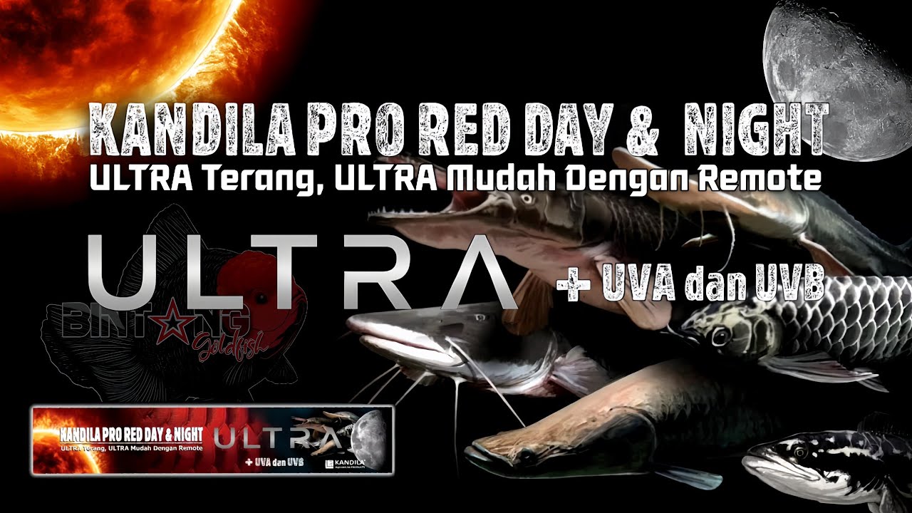 RACUN BARU! Kandila Pro Red Day & Night ULTRA - Perbedaan Dari Kandila D&N Versi Lama || GF0050