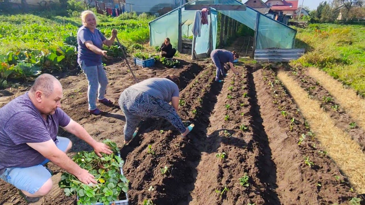 Як садимо полуницю! Робим гряди з соломою