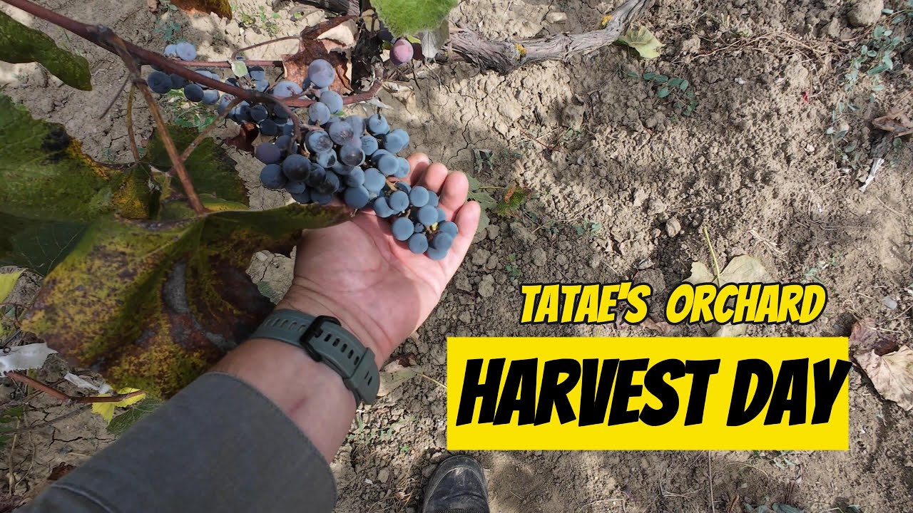 A Day in a Romanian Village.  Harvesting Grapes at Tatae’s Orchard