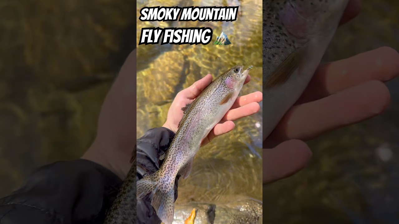 Deep Fog Drive to a Secret Trout Stream 🤫 (Fly Fishing Paradise) 