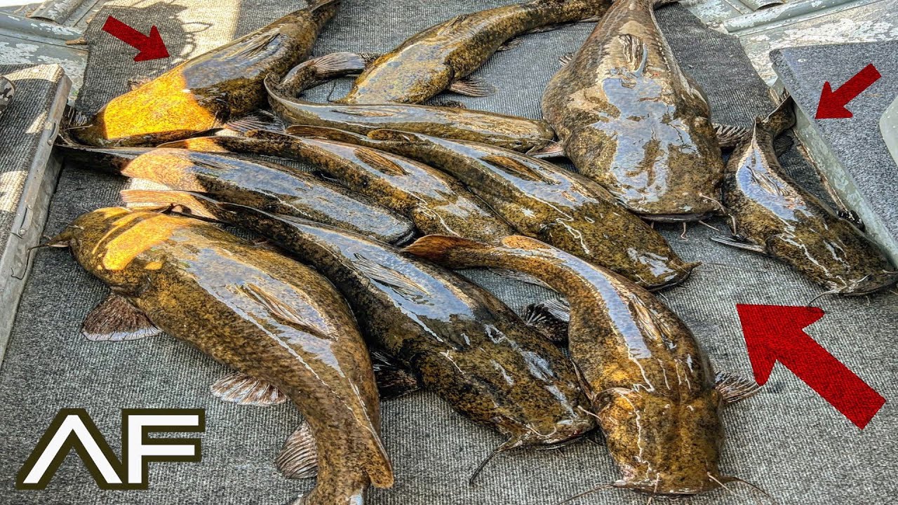LAKE HAVASU IS LOADED WITH FISH!!! (Catfisherman's Paradise)