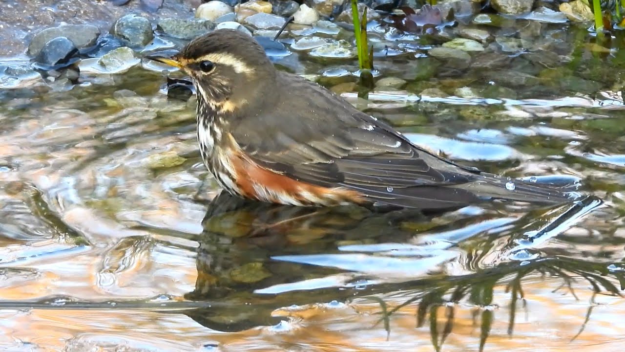 Passeriformi al bagno visti da vicino