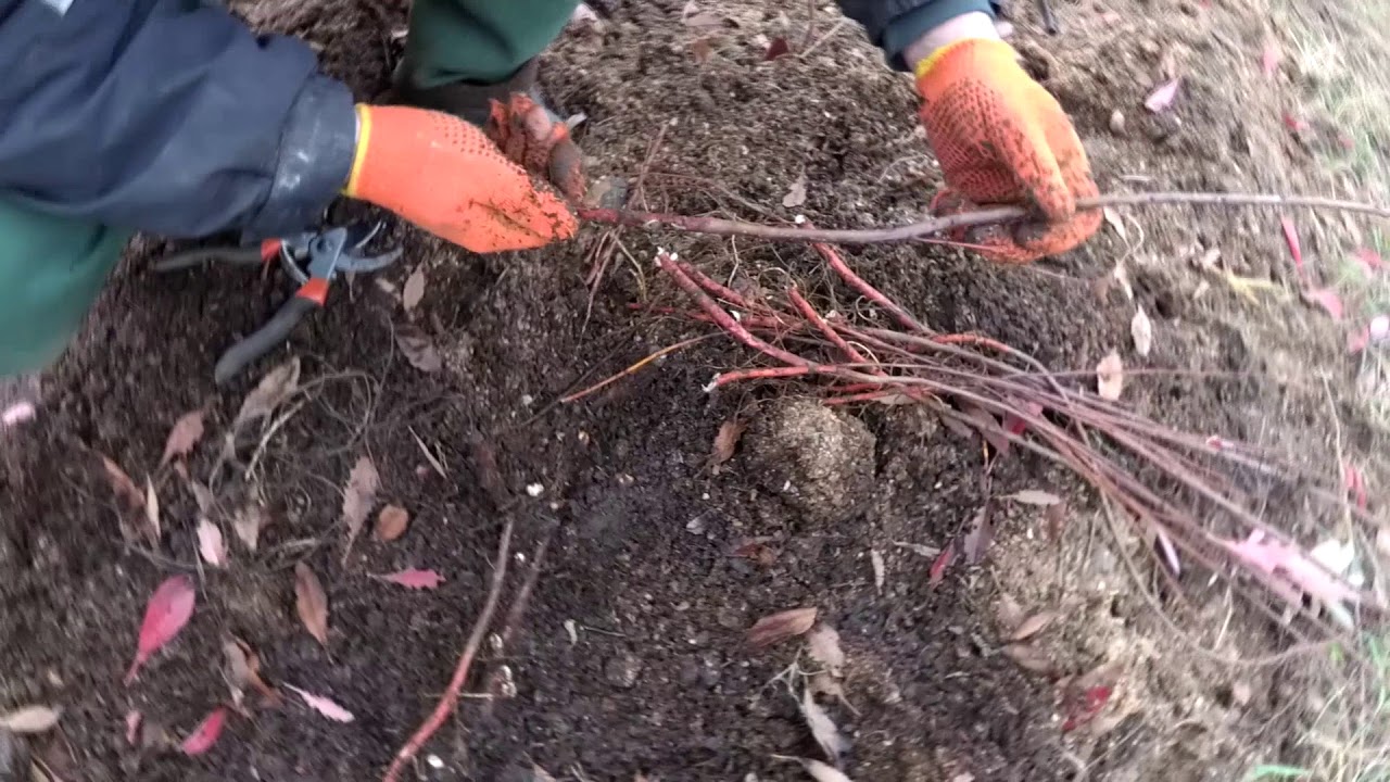 Что такое подвой и как его вырастить ?