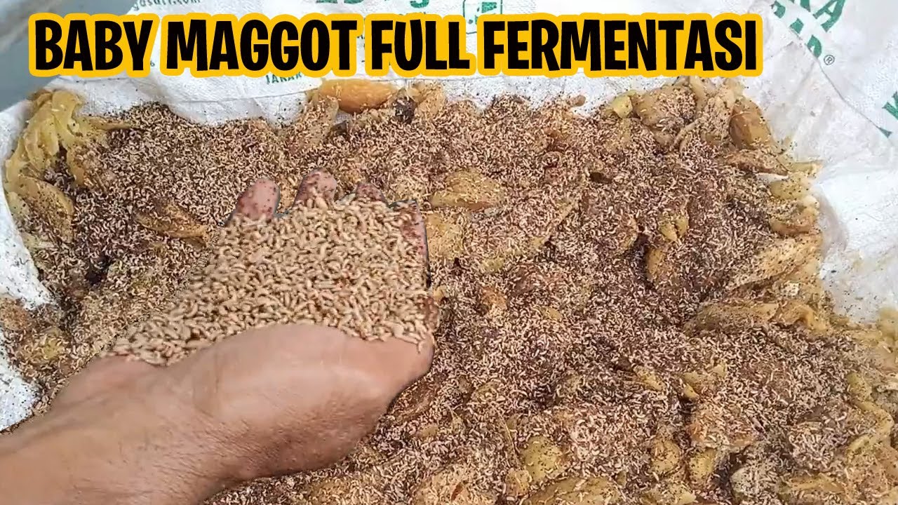 Pemberian Pakan Maggot Bsf dengan Pakan Fermentasi