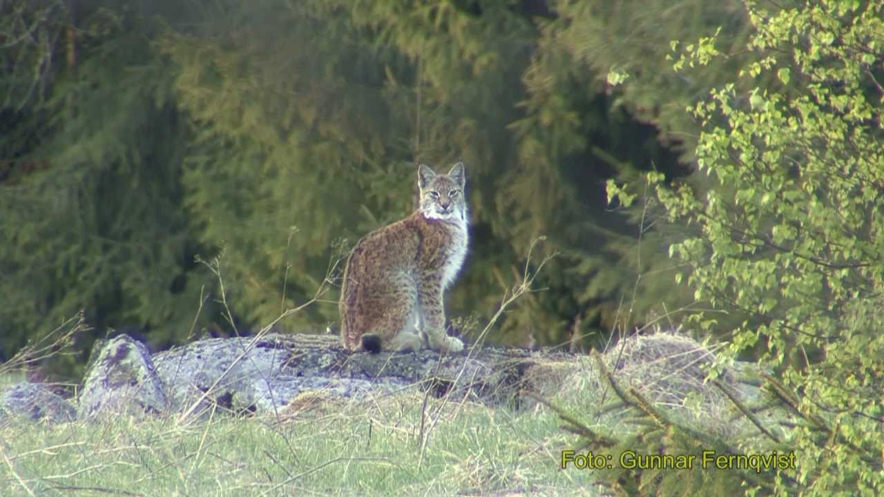 LODJUR  Lynx Lynx  (Eurasian lynx)  Klipp - 342