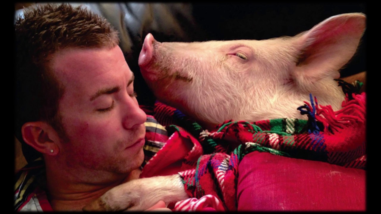 Esther the Wonder Pig | Steve Jenkins & Derek Walter | TEDxStLawrenceCollege