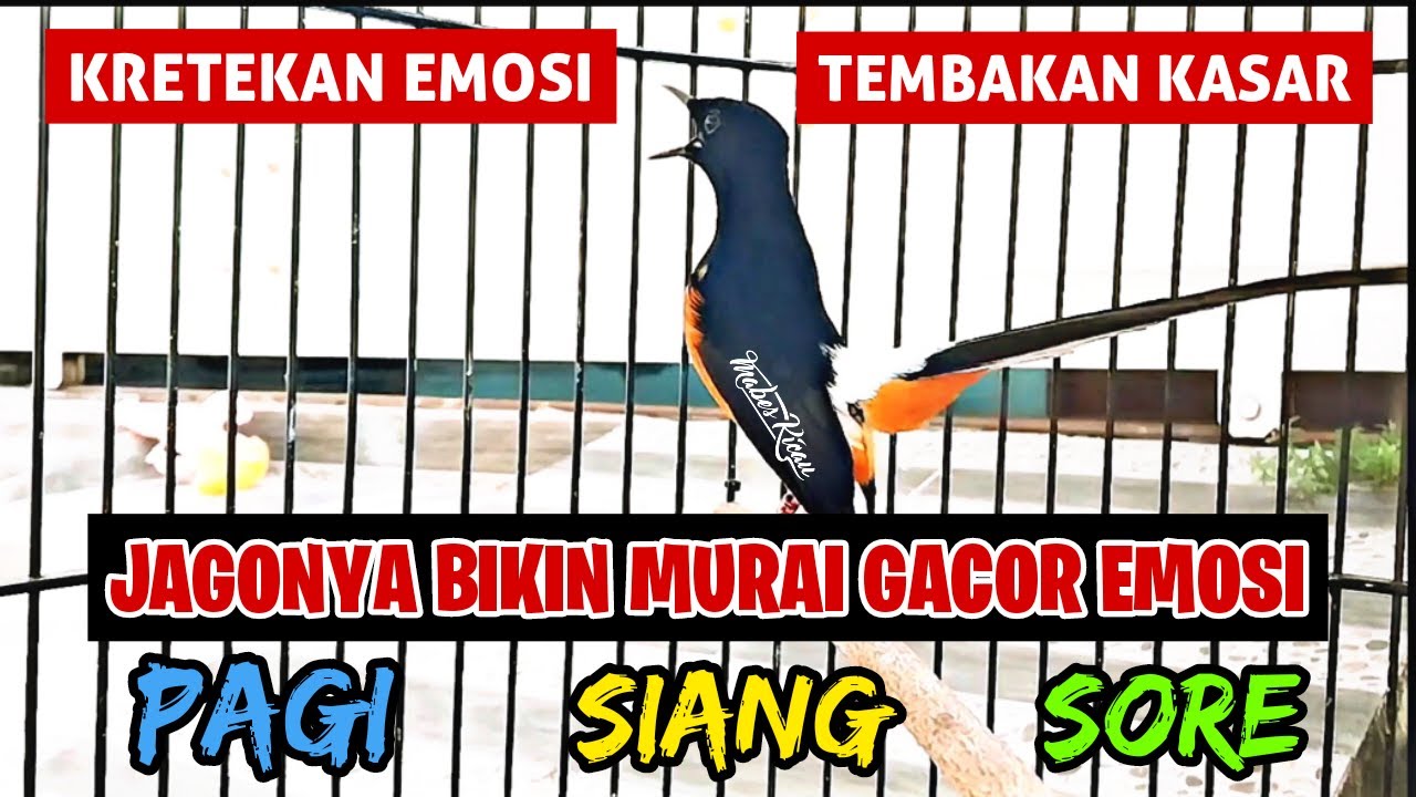 PANCINGAN MURAI BATU EFEKTIF NAIKKAN EMOSI DAN BIRAHI‼️SEKALI PUTAR MURAI BATU APAPUN LANGSUNG NYAUT