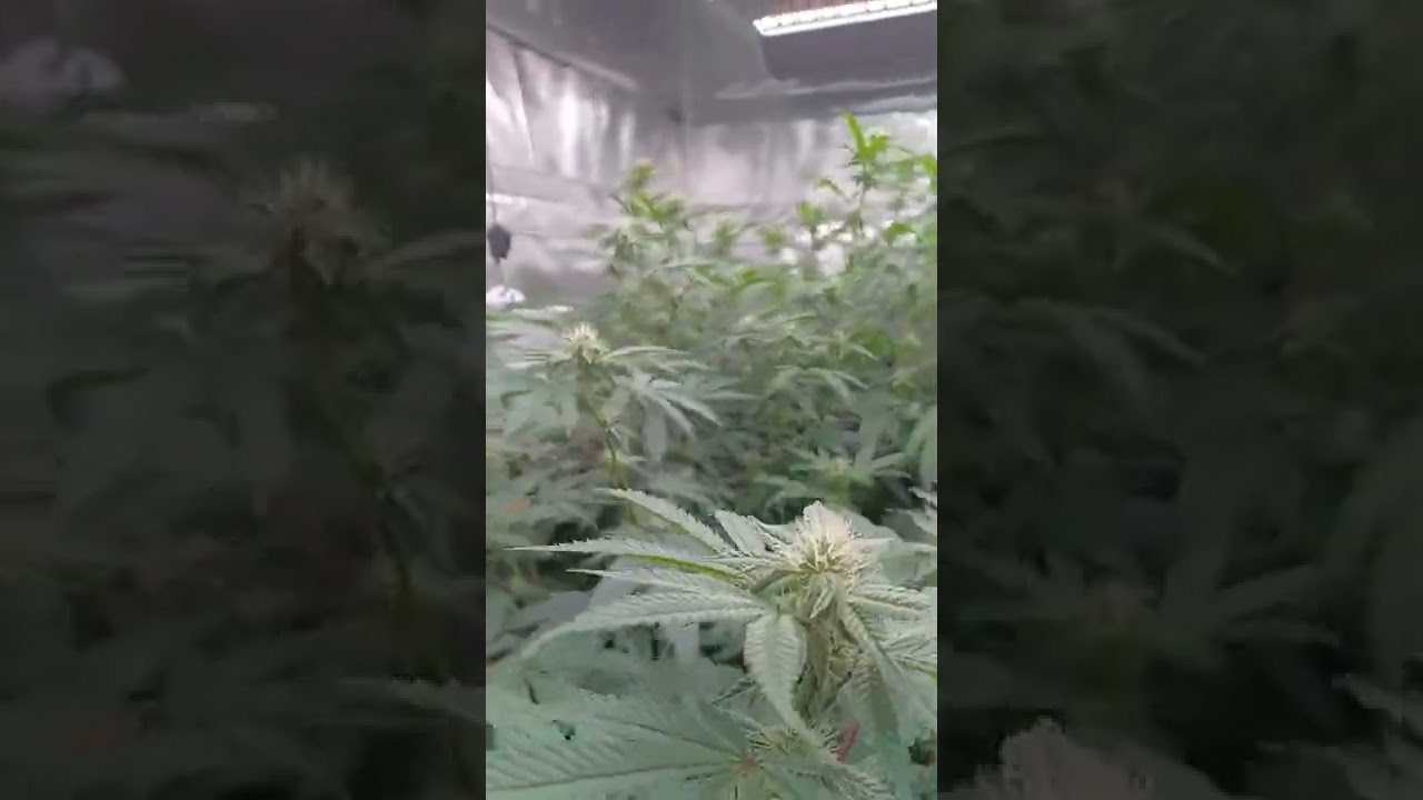 Day 20 #redruntz #Gapie #icecreamcake @exoticgenetix @veritas @cookies