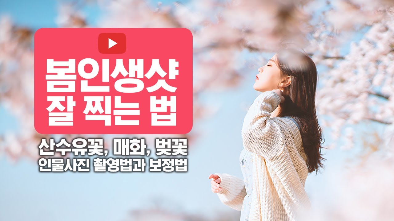 봄 인생샷 잘 찍는 법. 산수유, 매화, 벚꽃과 함께 인물사진 촬영법과 포토샵 후보정하기