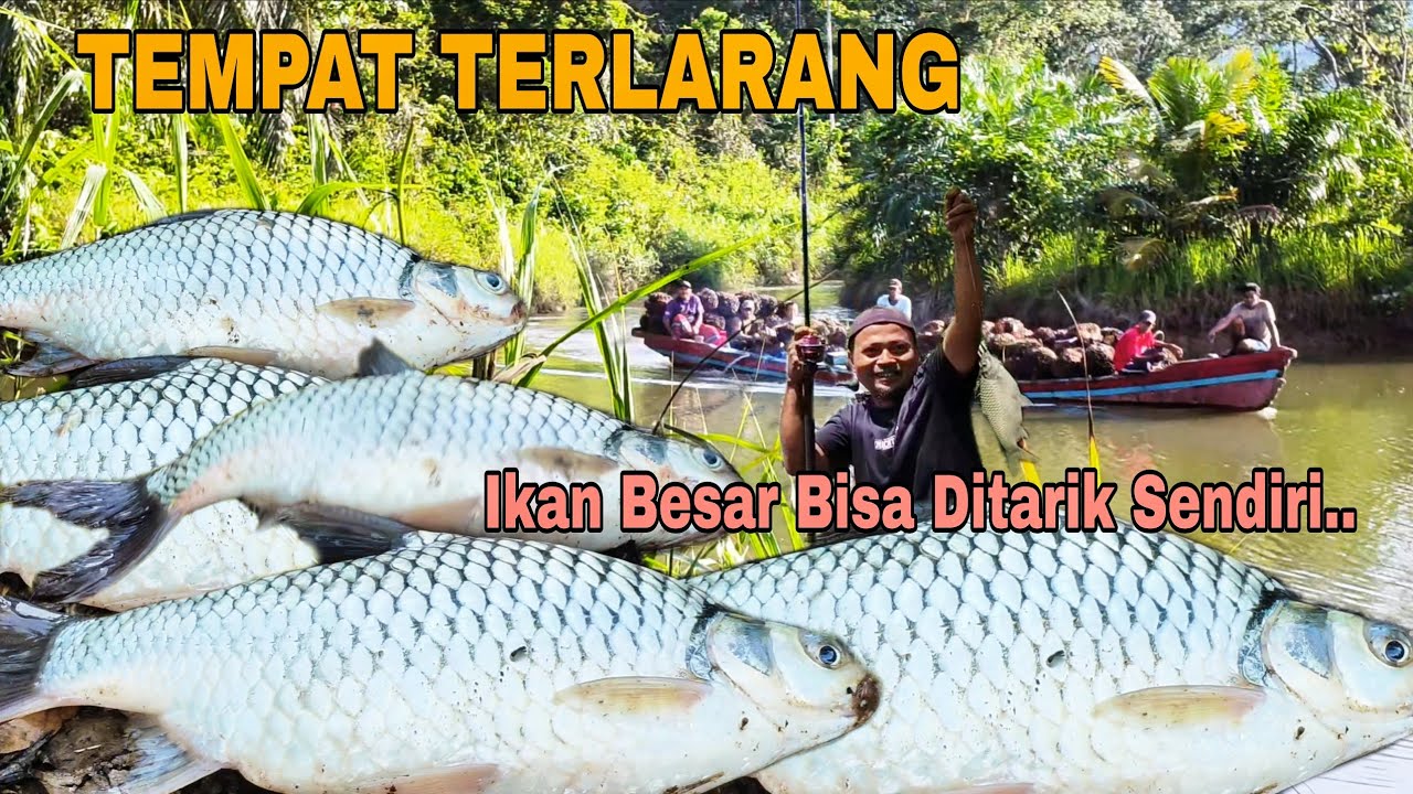 Mancing Sendirian di Tempat Terlarang? Hasilnya Bikin Takjub, Bisa Ditarik Sendiri!