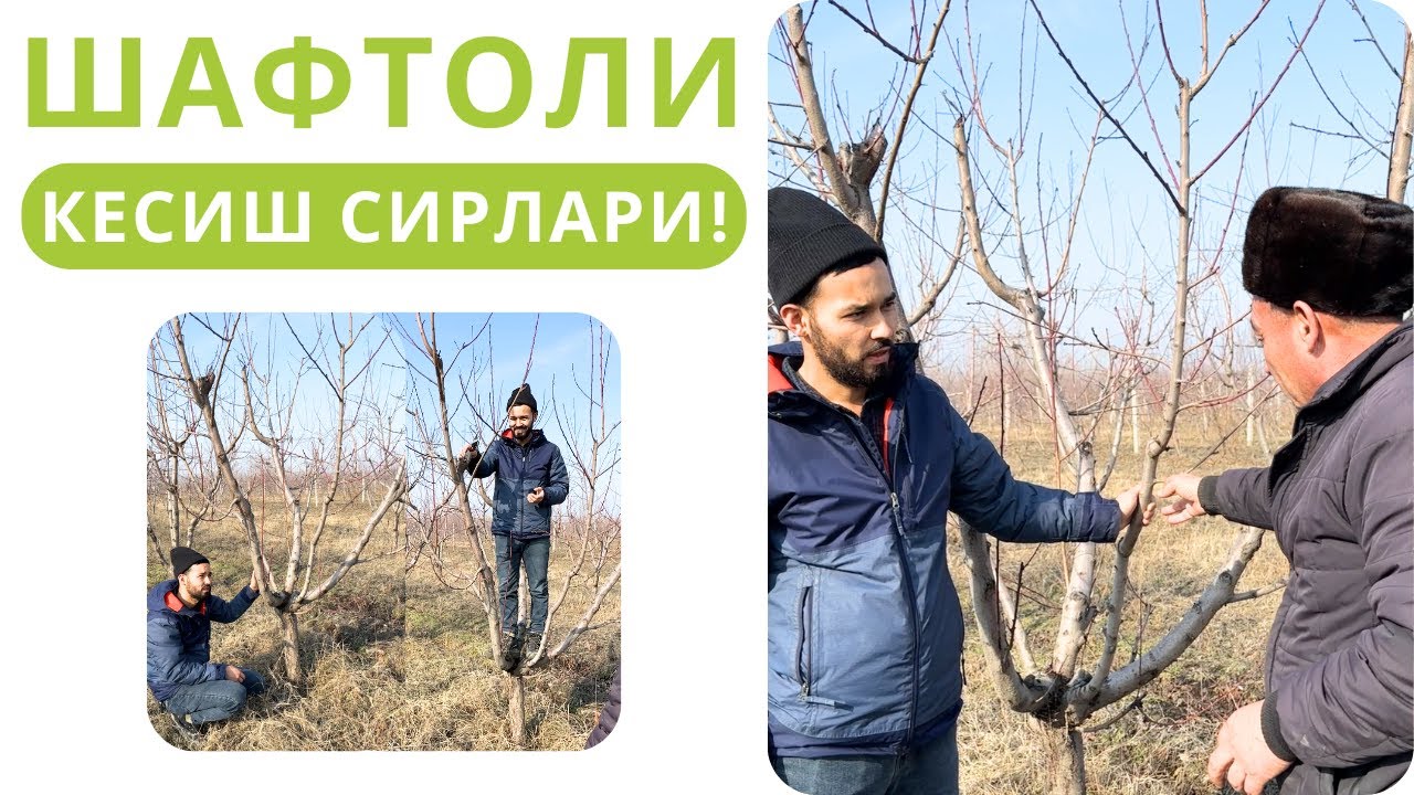 ШАФТОЛИ КЕСИШ ҲАҚИДА АВВАЛ АЙТИЛМАГАН СИРЛАР!