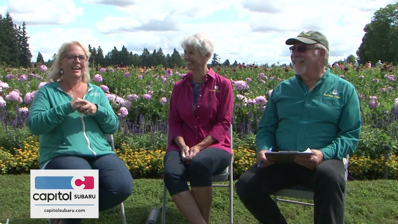Podcast 2-16  Swan Island Dahlias - Dahlia Care