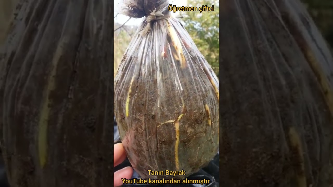 Fındıkta tepe (hava)daldırma 5 ay sonraki gelişim @taninbayrak416