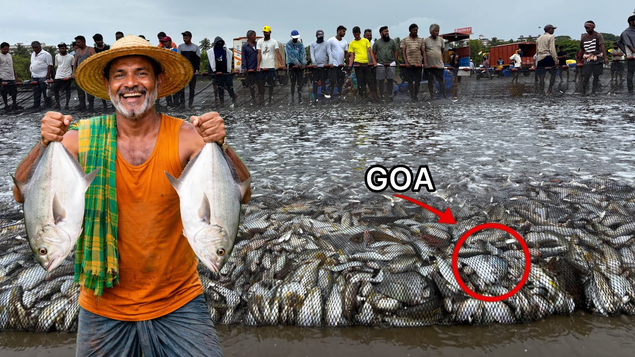 😱 Amazing! आज समंदर मेहरबान है | Bumper fish Catch in Goa 