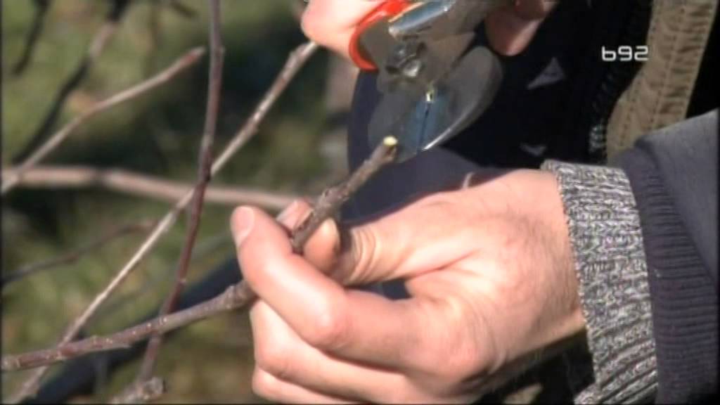 Orezivanje jabuke - krzljave podloge duga rezidba - instrukcije od strucnjaka