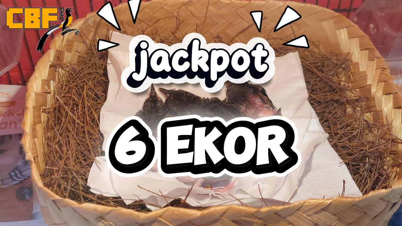 PANEN MURAI BATU JACKPOT 6 EKOR