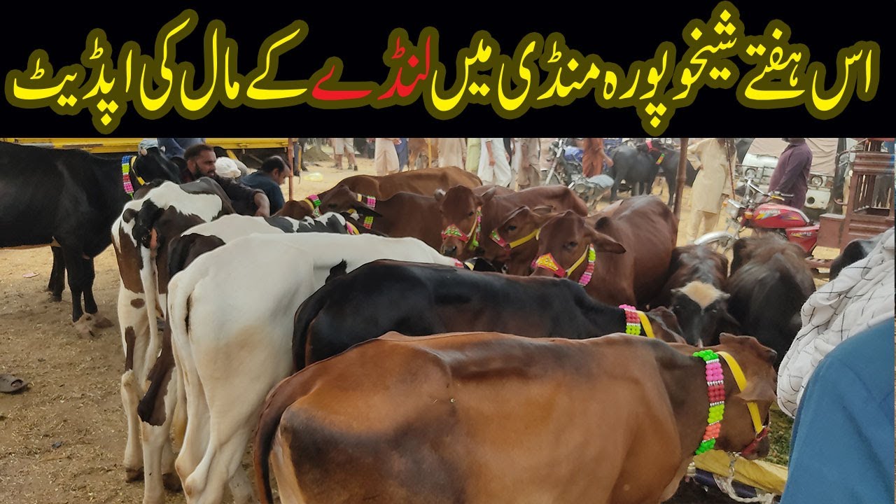 Cow ki fresh Demand in Sheikhupura and Sheikhupura Mandi | Today Sheikhupura Cattle Mandi update