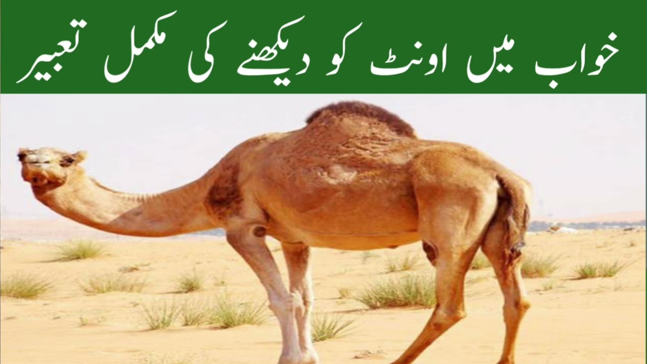 خواب میں اونٹ کو دیکھنے کی مکمل تعبیر khwab Mein unt ko dekhne ki mukmmal tabir