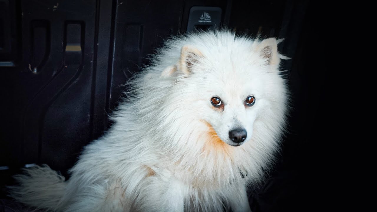 Tras meses buscando comida en la basura, a este perrito le toca la lotería !
