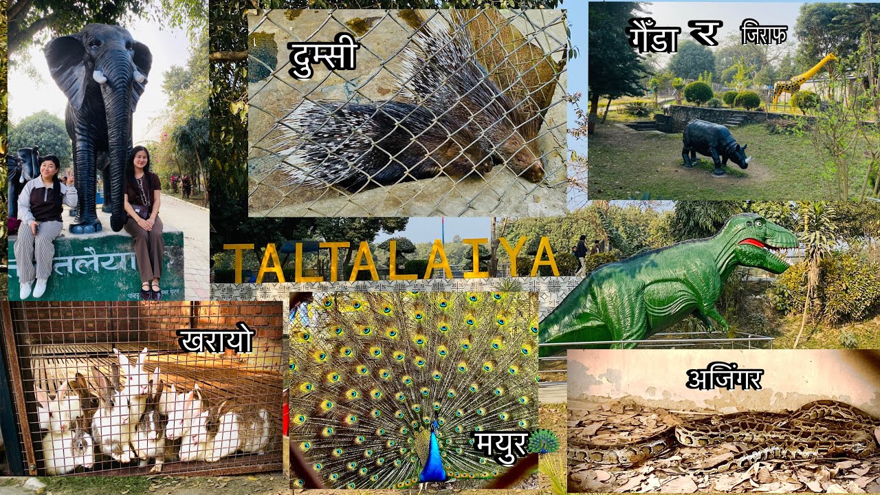 Visiting Taltalaiya Park in Itahari❣️|| Itahari’s Must-Visit Spot😍😍|| Animals🦚🐍🐒🦉🐠🐇 etc…💞