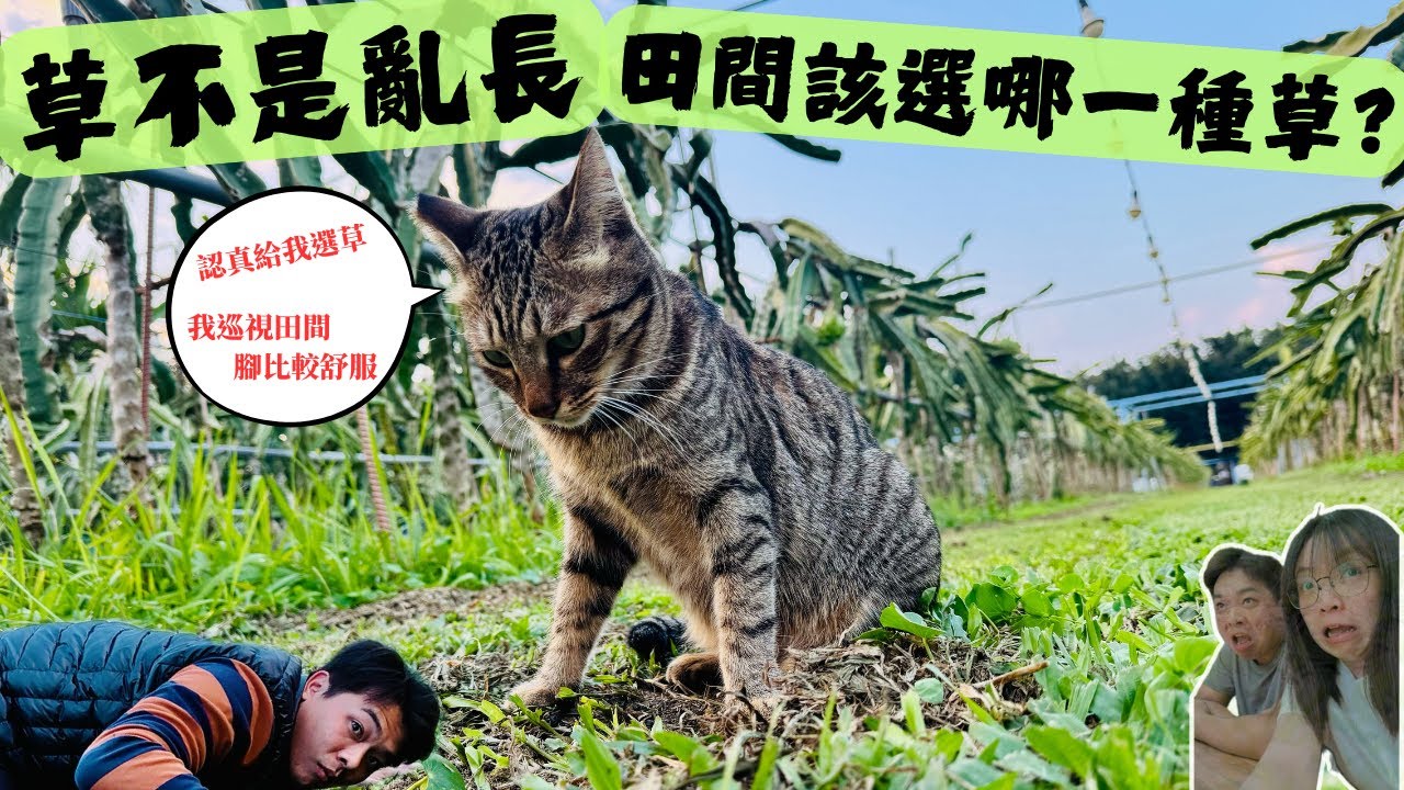 【草不是亂長：田間該選哪一種草】 草生栽培不是比誰種的草多，而是哪一種草才能幫助到土壤。草的品種篇【農夫感受】彩虹玉生態農場