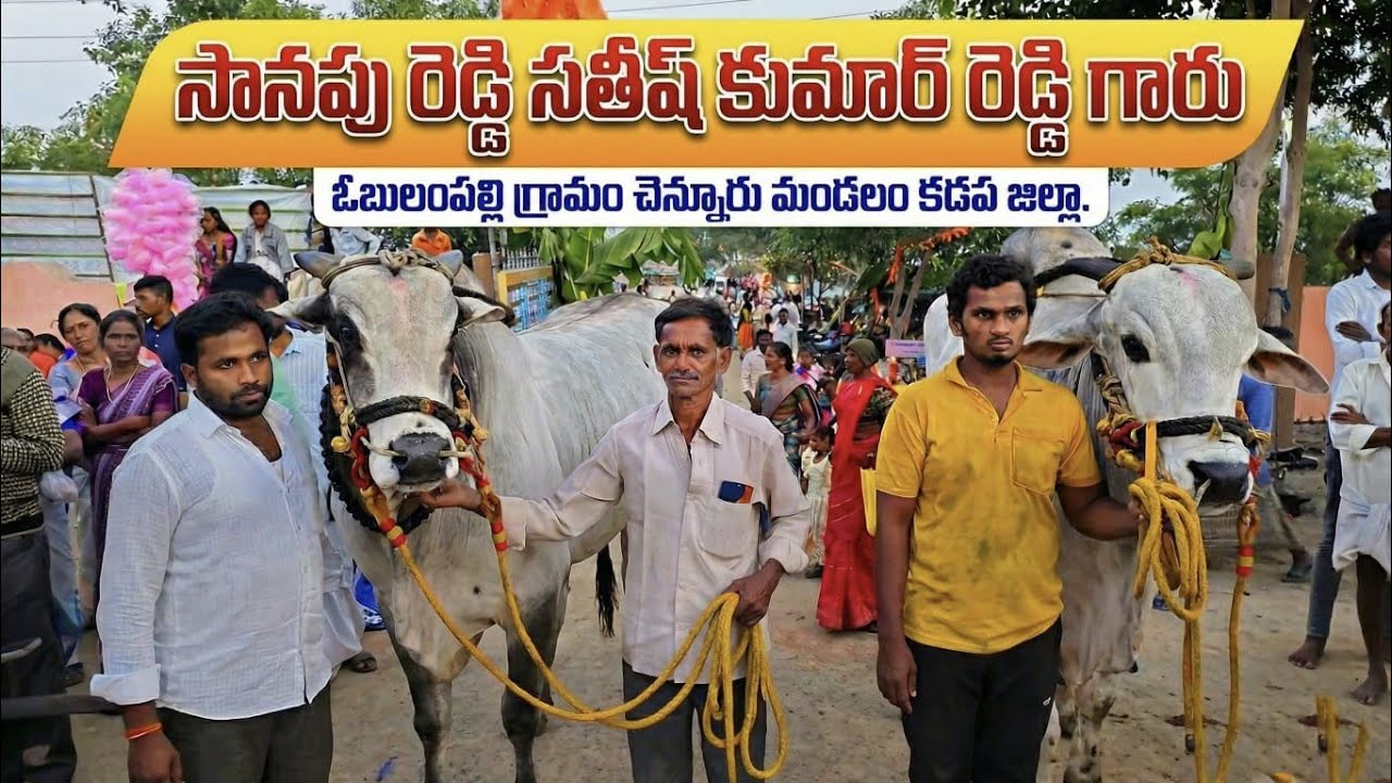 🚩15/2/26అనిమెల ఓల్డ్ కేటగిరి 12జత సానపు రెడ్డి సతీష్ కుమార్ రెడ్డి గారు ఓబులంపల్లి గ్రామం