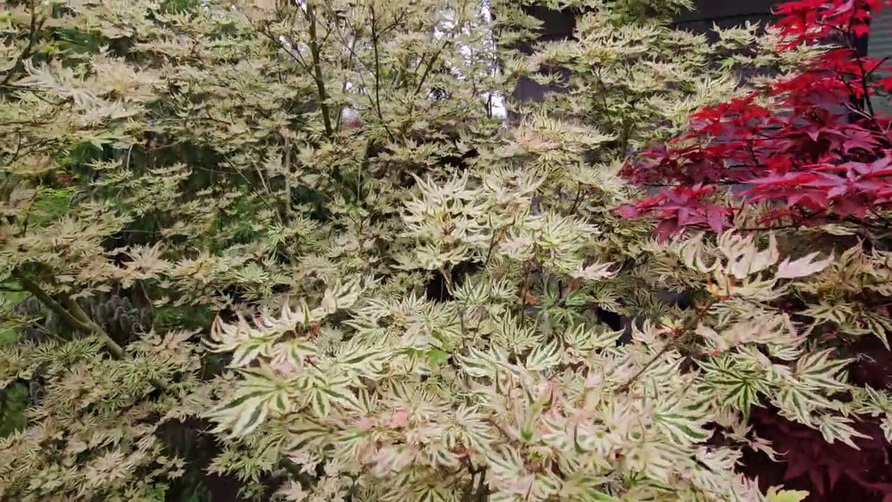 ANY ONE WANT 'IKANDI' JAPANESE MAPLE  - WATCH MORE @amazingmaples CONTAINER GARDENING
