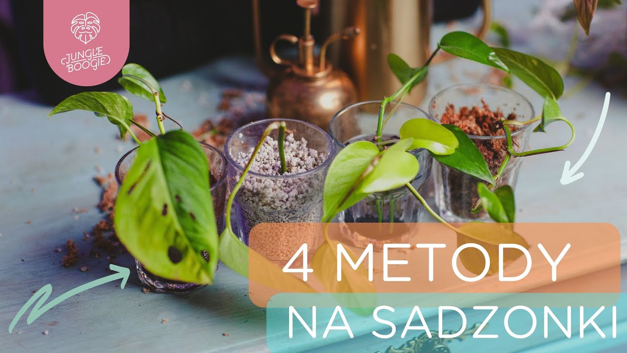 4 PROSTE sposoby ukorzeniania sadzonek pędowych I Kiedy już można je przesadzić do doniczek?