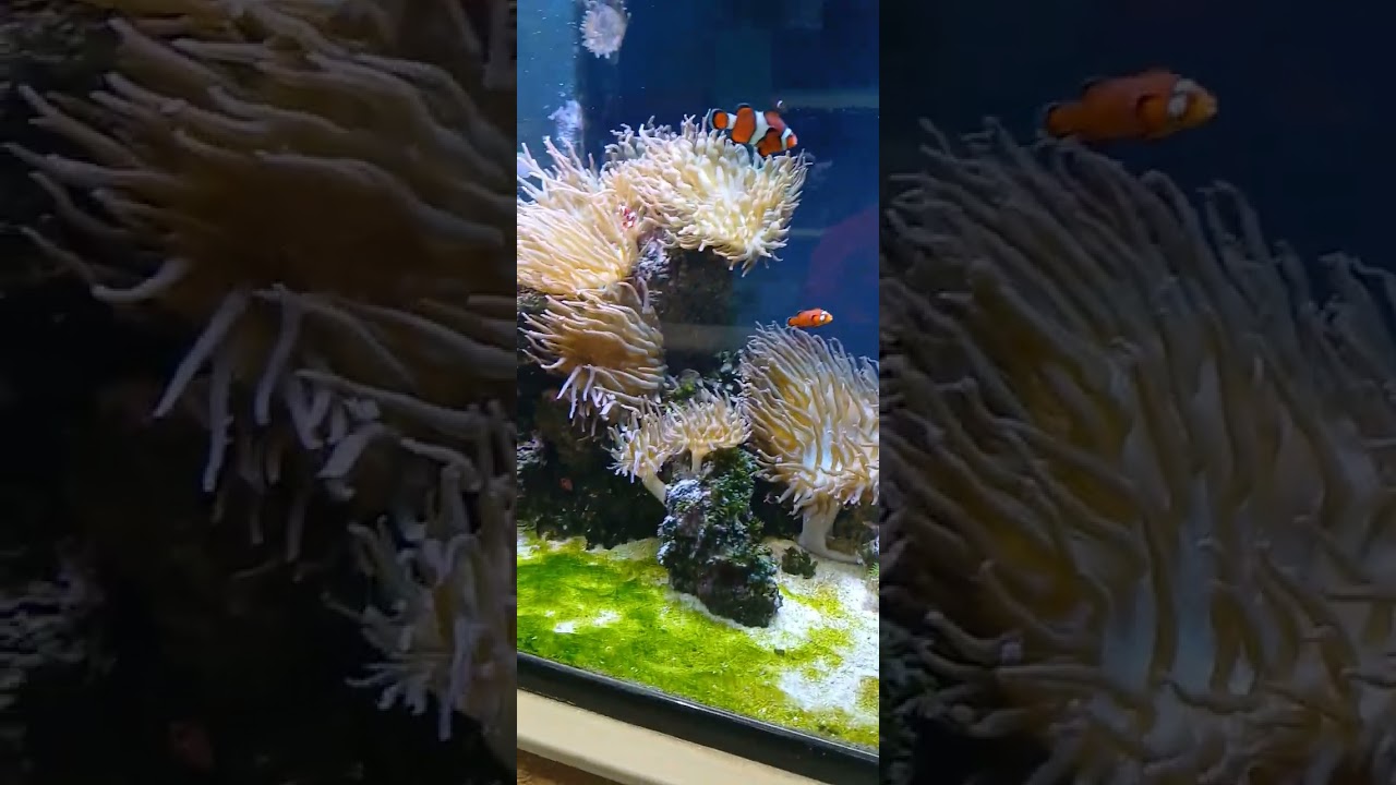Ocean Adventures Marine Park Tour (Part 2)