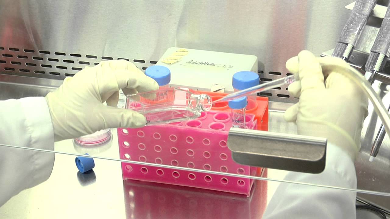 Cell Culture Basics 10: Aspirating medium from a culture flask with attached cells