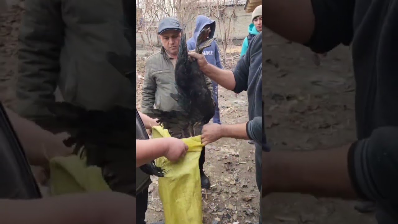 Indiski oʻrdaklar biznesi boshlamoqchilar biz bilan boshlang