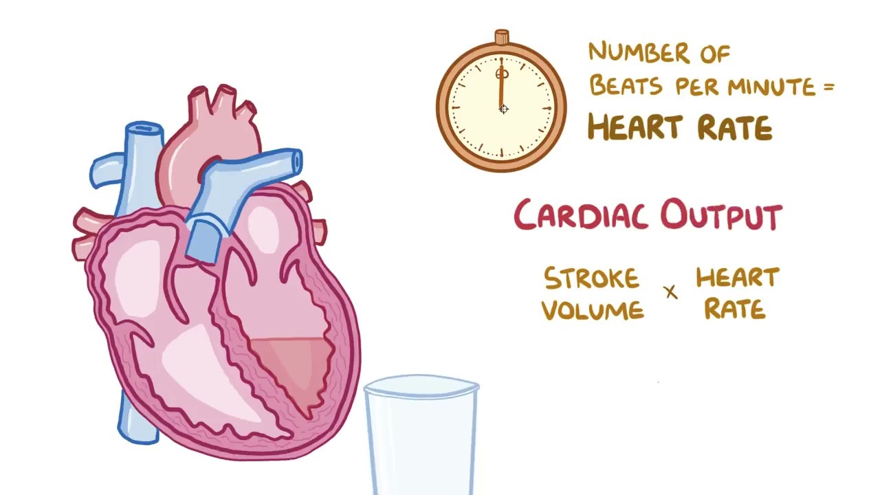 Stroke Volume, Ejection Fraction and Cardiac Output
