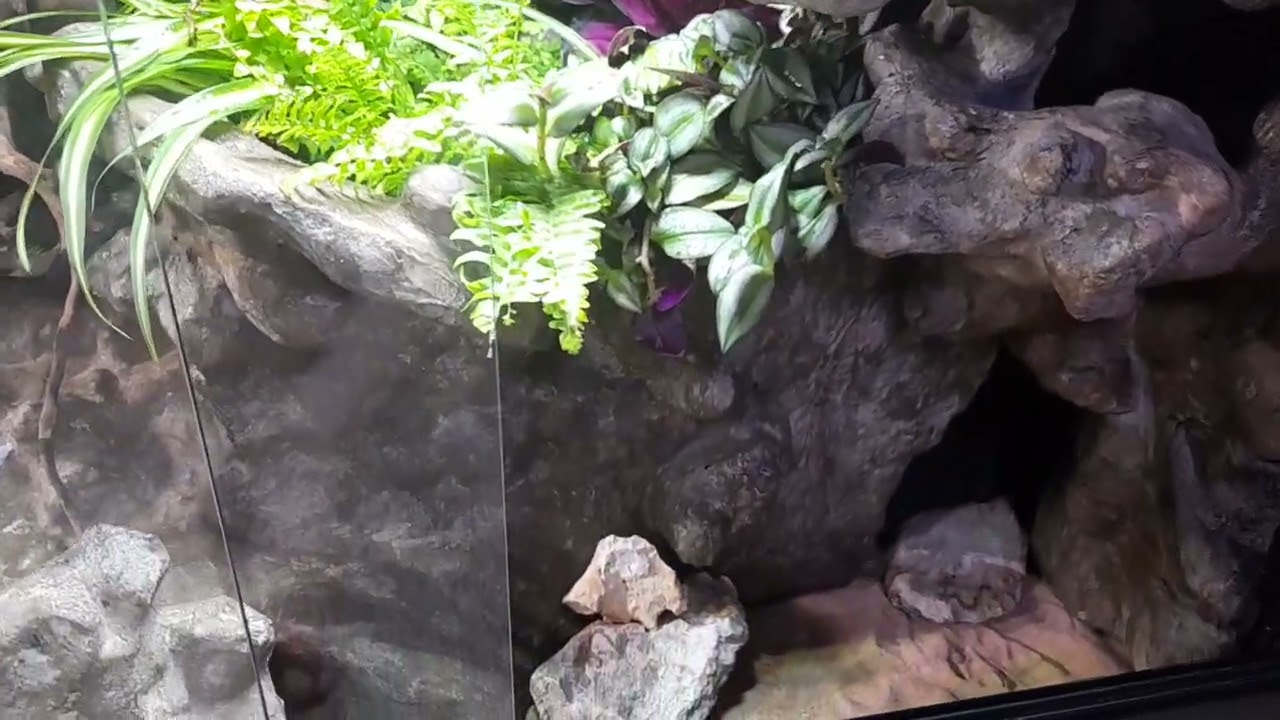 Leopard gecko cement custom tank - Finished