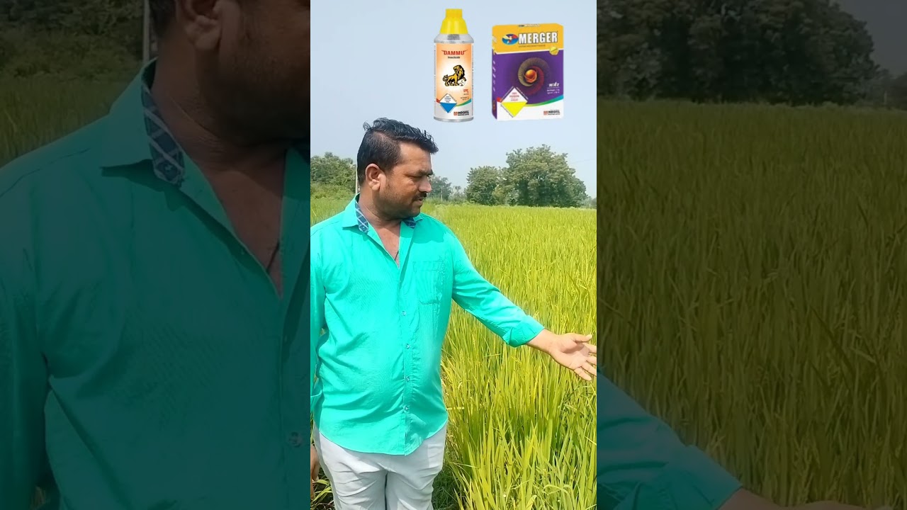 వరిలో వచ్చే కంకి నల్లి, సుడి దోమ నివారణకు అద్భుతమైన రిజల్ట్ ఉన్న మందు #dammu #hokori #skystar