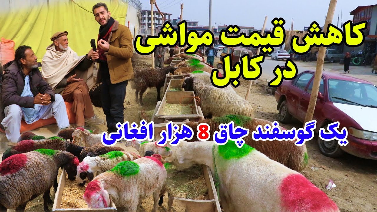 گزارش عمران از تانگ لوگر و نخاس مواشی در کابل