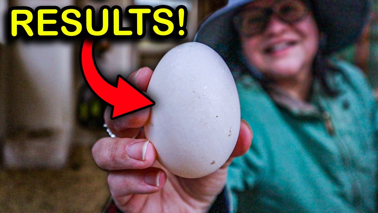 This Backyard Chicken Routine Really Pays Off! (All Natural)