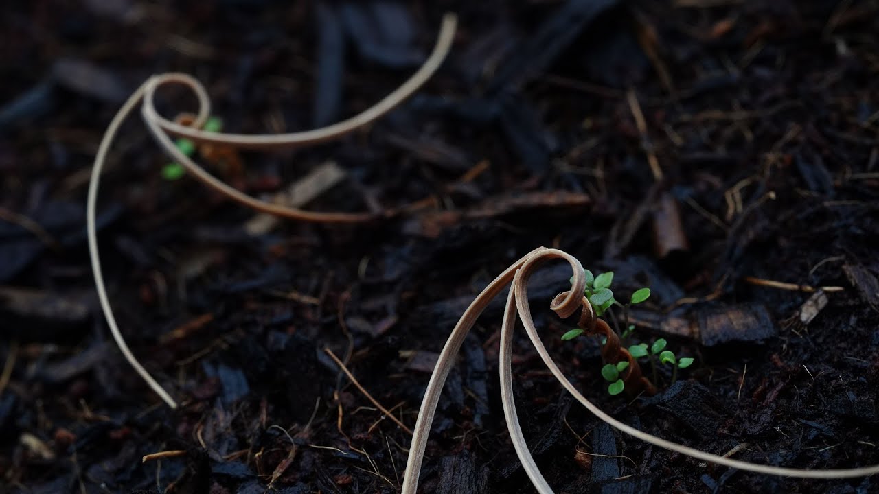 E-seed: Self-burying seed carriers for aerial seeding