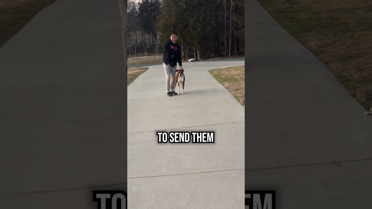 Этот ОДИН трюк заставляет собак буквально взрываться от восторга 🔥