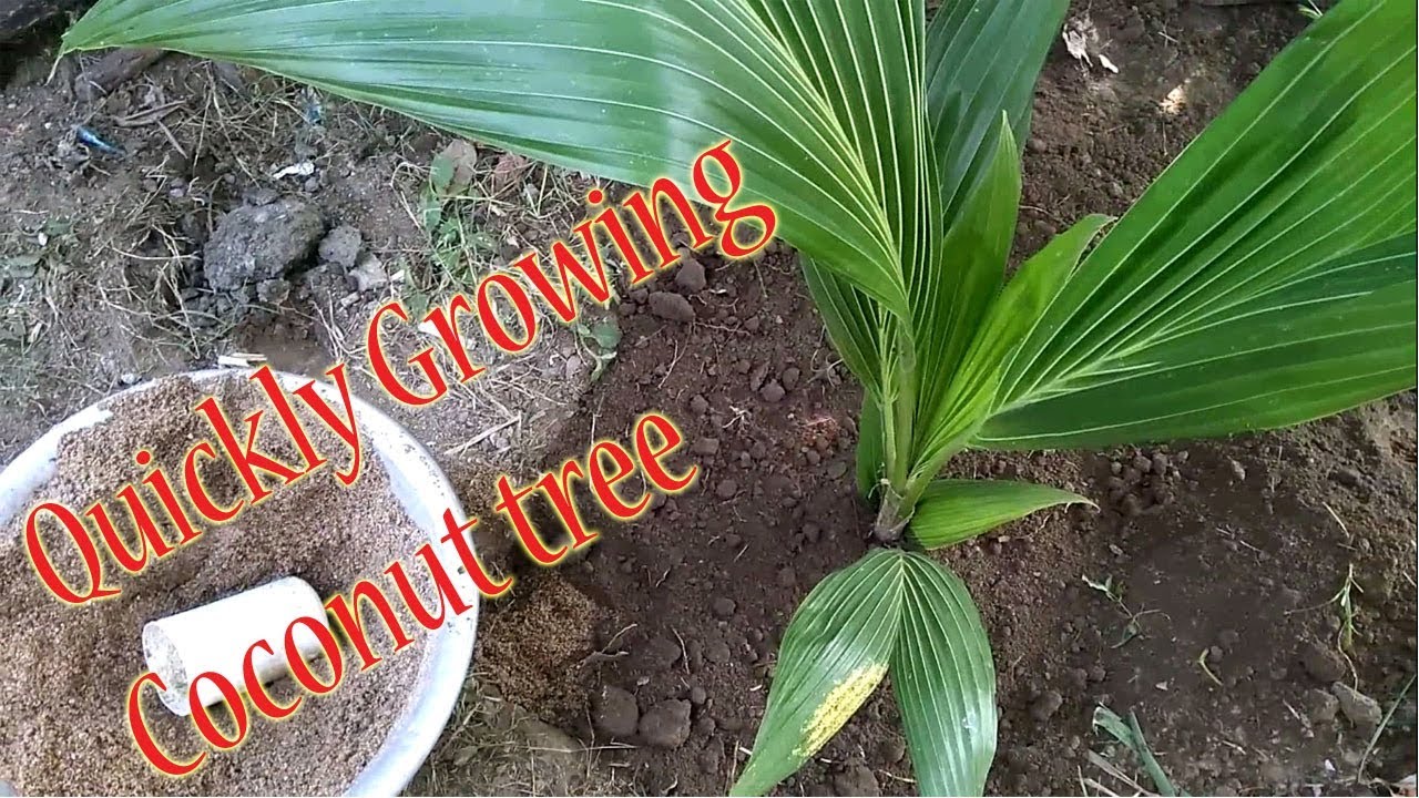 Quickly growing coconut tree || New Green World