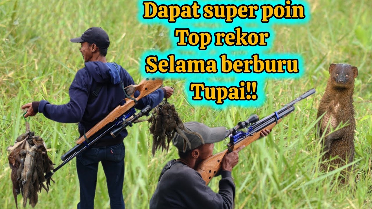 Berburu || Nyanggong Tupai ‼️Invasi ke-4 di spot GandrungMangu kembali membuahkan hasil luar biasa🔥