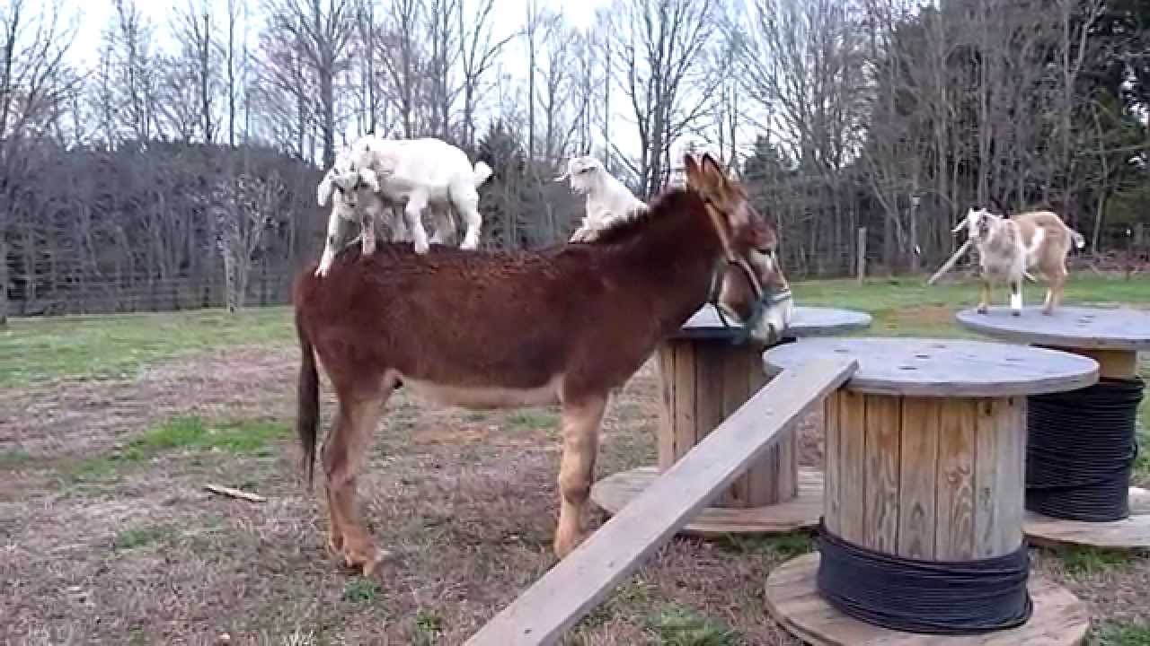 Four Kiko goat kids playing with Fred the Mammoth donkey