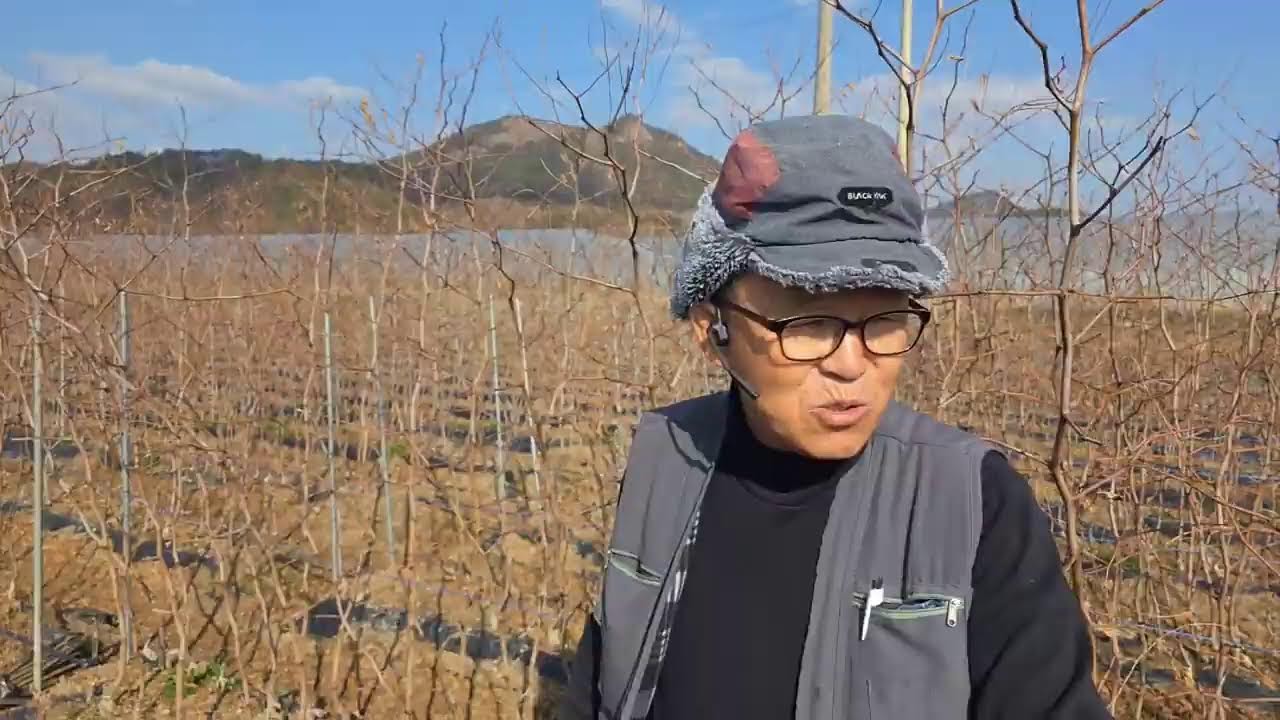 조생종 신품종 추황 왕대추 송림농원(010-7399-4761)묘목밭에서 선별 분류작업 중인 송림농원 현장 #사과대추묘목
