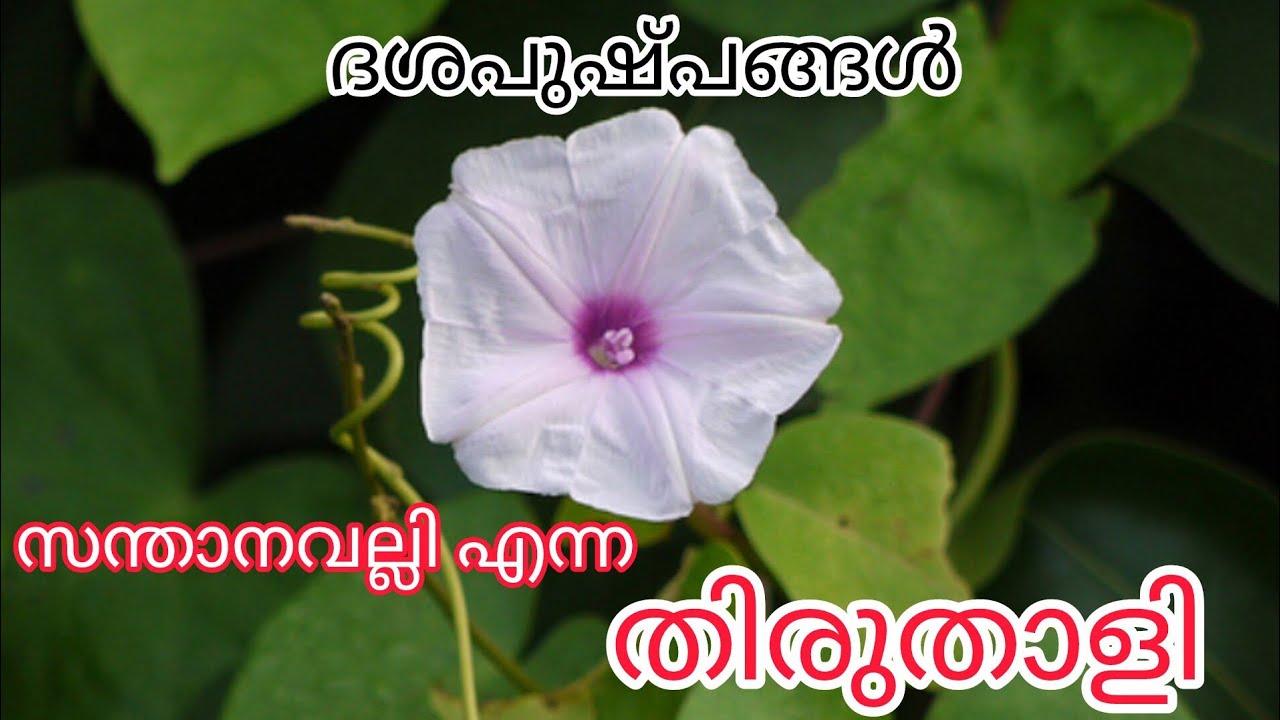 തിരുതാളിയുടെ ഔഷധ ഗുണങ്ങൾ #thiruthali #dasapushpam #medicinalplants #ayurveda #youtube #health 
