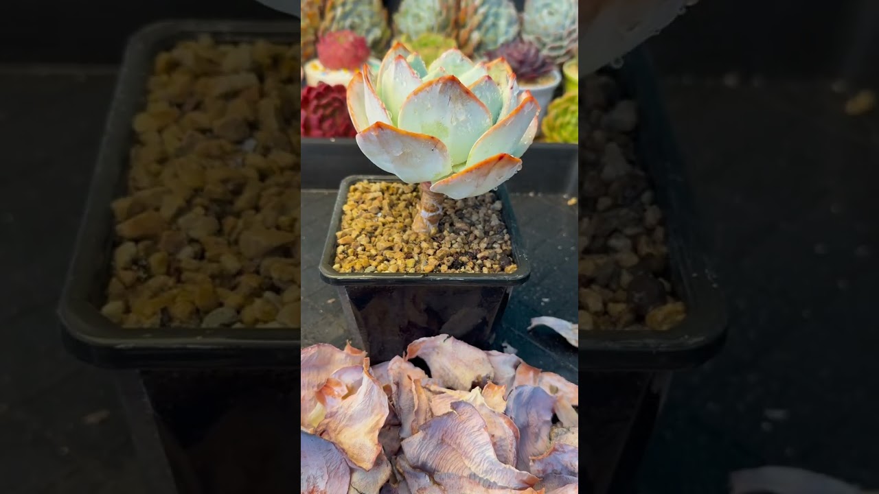 Best Soil Mix for Succulents | Grow Strong & Rot-Free Plants